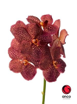 ORCHID. VANDA LAVA .X16